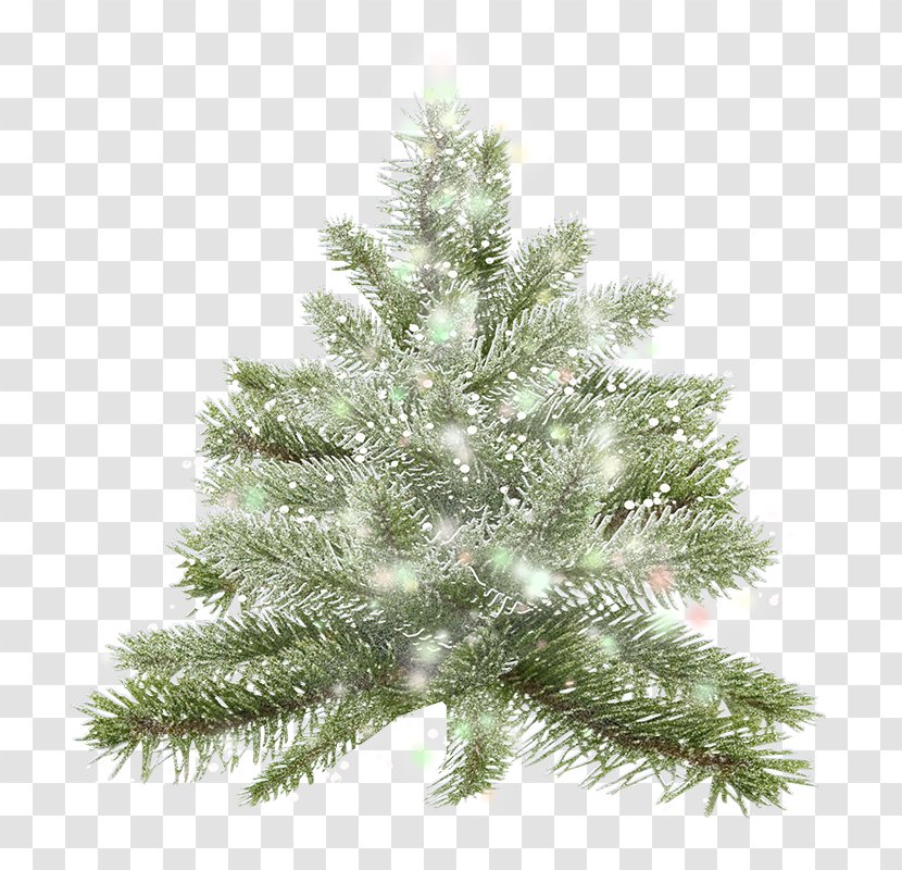 Christmas Tree Spruce Pine - New Year Transparent PNG