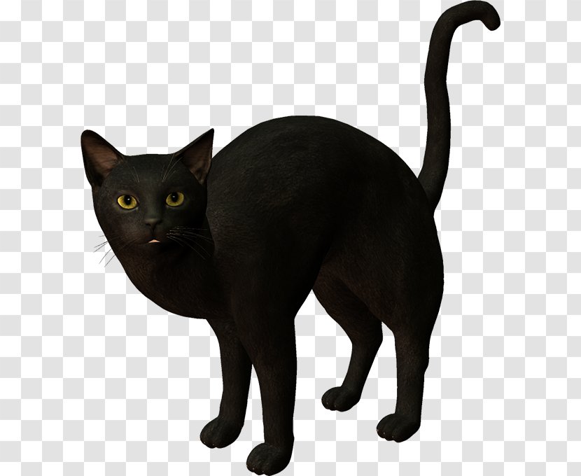 Black Cat Korat Kitten Clip Art Transparent PNG