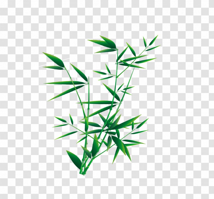 Plant - Fruit - Vibrant Bamboo Transparent PNG