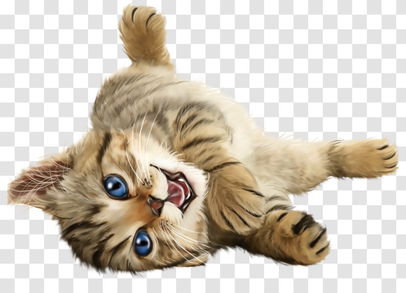 Popular Cat Names Kitten Pet Sitting Central Transparent PNG