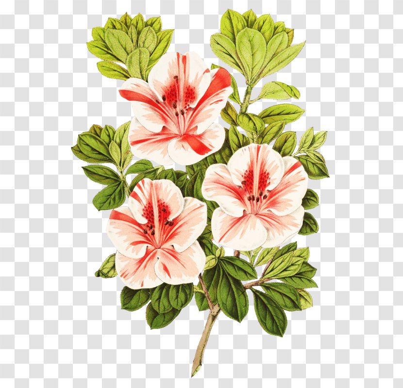 Image Download Vector Graphics Illustration - Plant - Cut Flowers Transparent PNG