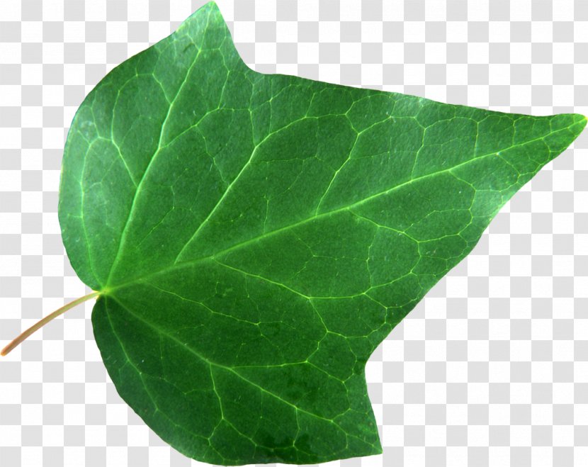 Leaf Image Plants Root - Ivy Transparent PNG