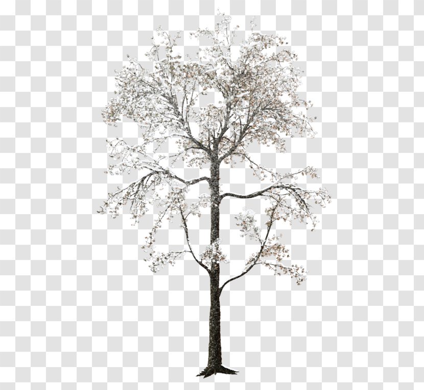 Tree Forest Clip Art - Woody Plant Transparent PNG