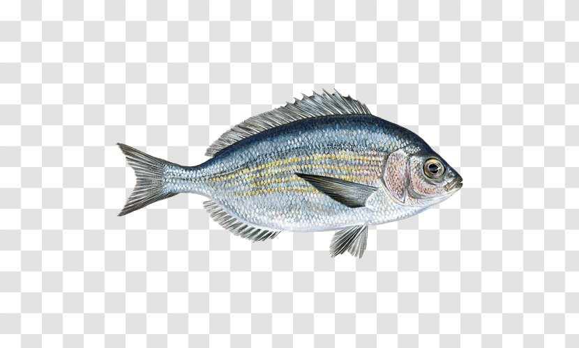 Watch Cartoon - Fish - Rayfinned Bass Transparent PNG