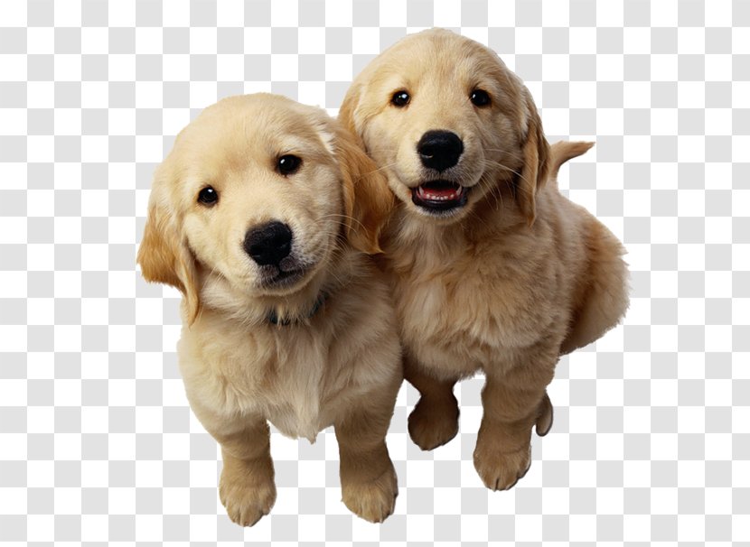 Golden Retriever Labrador Puppy Pet - Veterinarian Transparent PNG