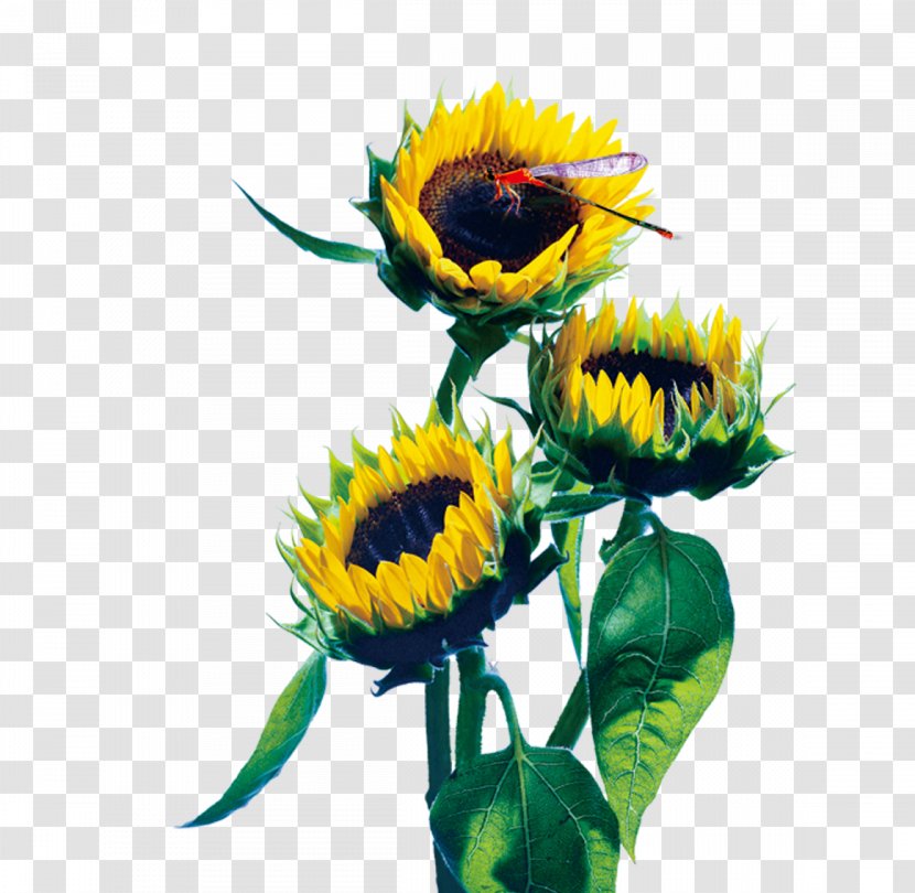 Advertising Real Property Building Common Sunflower - Daisy Family Transparent PNG