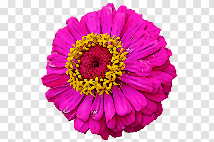 Transvaal Daisy Cut Flowers Chrysanthemum Flower Dahlia Transparent PNG