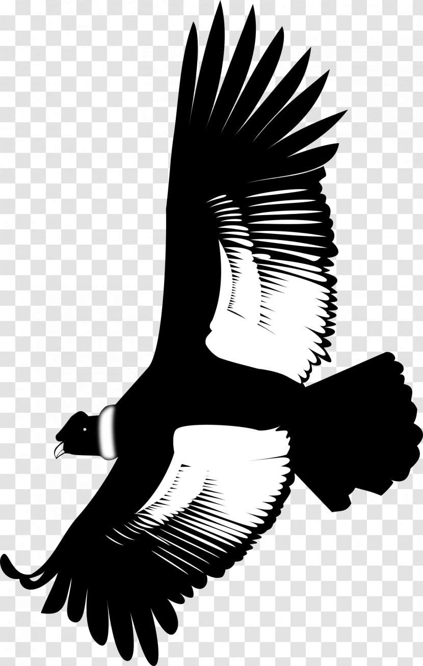 Andean Condor Eagle California Clip Art - Silhouette Transparent PNG