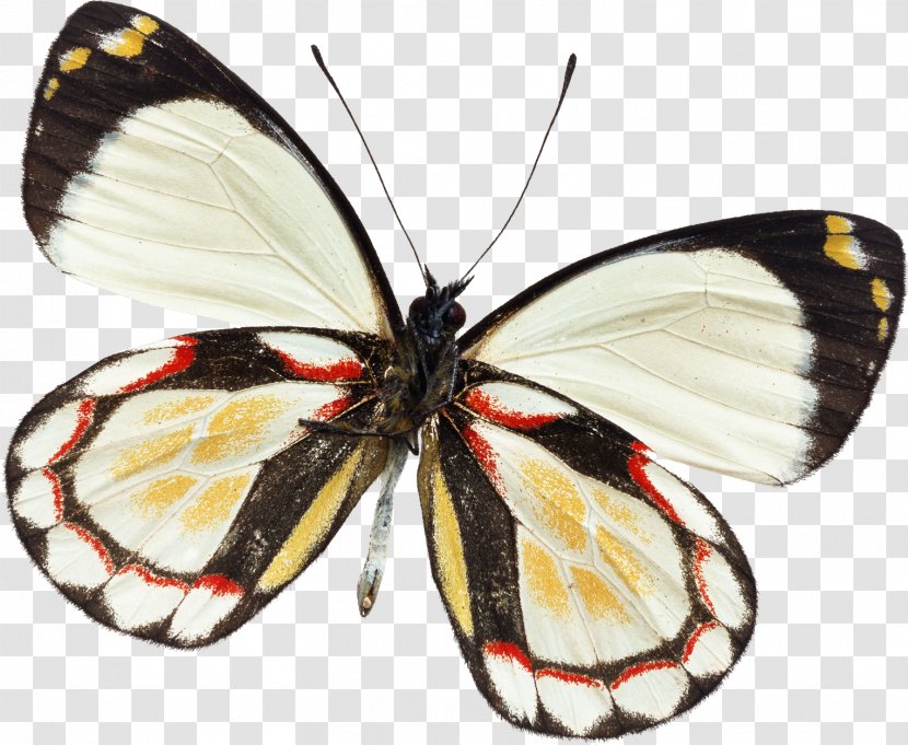 Butterfly Insect Curetis Bulis Illustration Delias Pasithoe - Invertebrate Transparent PNG