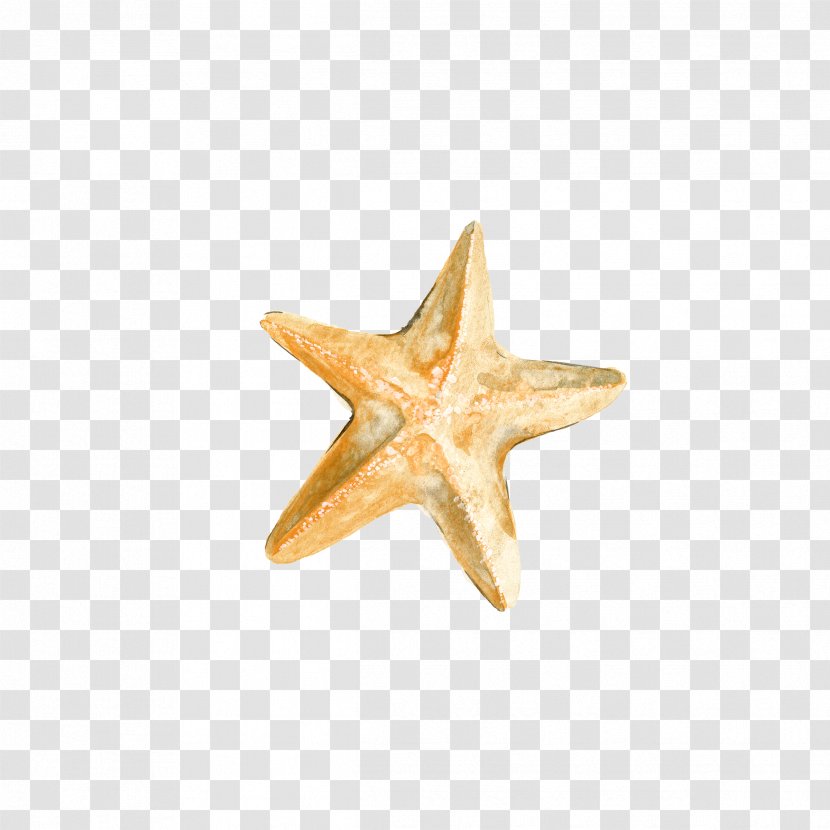 Starfish Download - Image Resolution - Drawing Transparent PNG
