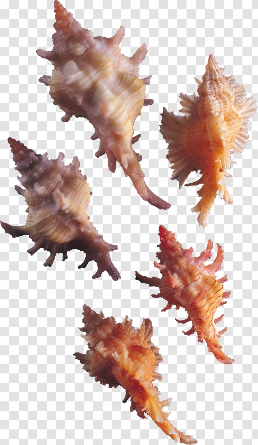 Conch Download Marine Biology - Seashell Transparent PNG