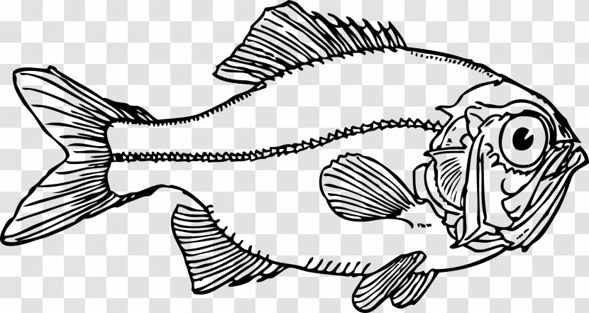 Fish Line Art Clip - Vertebrate Transparent PNG