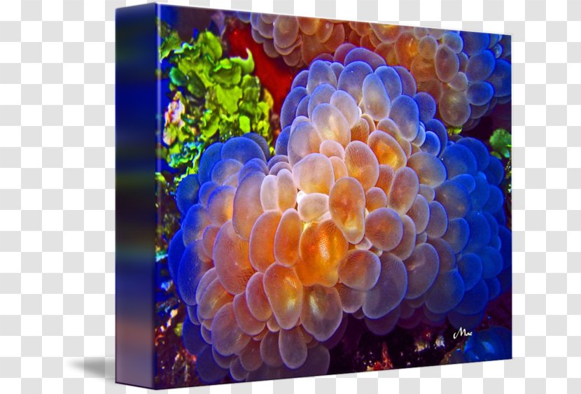 Plerogyra Sinuosa Coral Polyp Skeleton Green - Christine Mcguire Transparent PNG