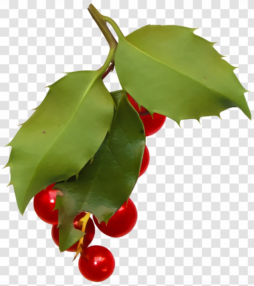 Christmas Holly Ilex - Food Cherry Transparent PNG