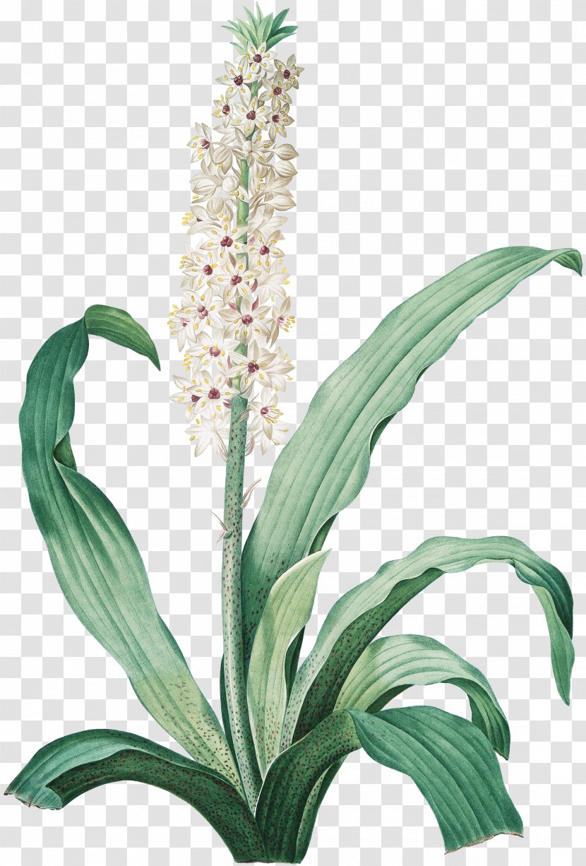 百合圣经 Les Liliacées Royalty-free - Plant - Pineapple Flower Transparent PNG