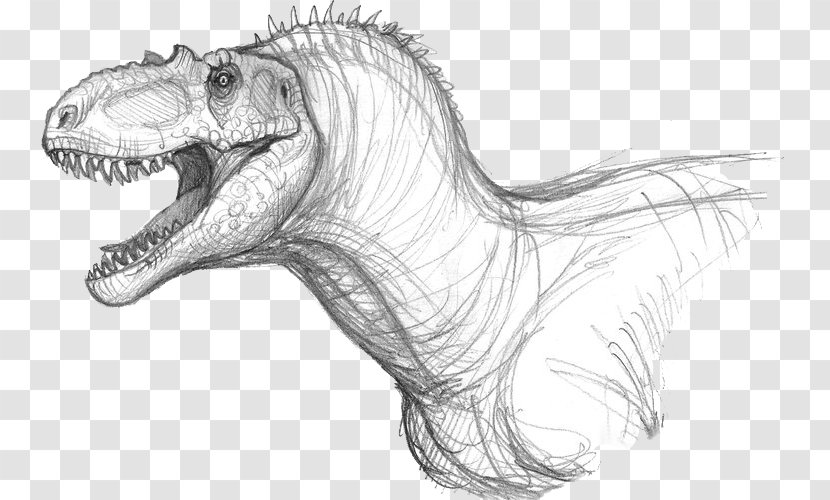 Tyrannosaurus Albertosaurus Allosaurus Dinosaur Velociraptor - Artwork Transparent PNG