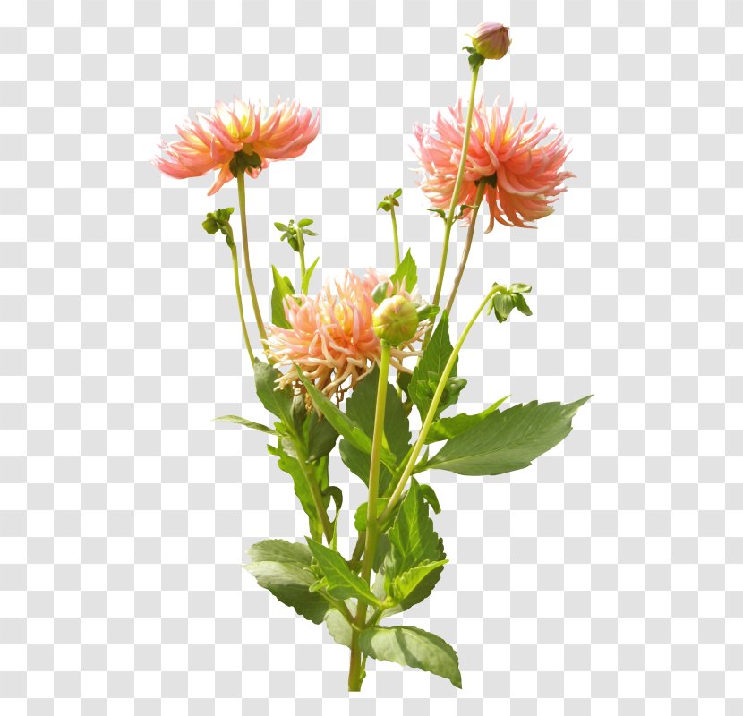 Dahlia Cut Flowers Chrysanthemum Clip Art - Flowering Plant - Flower Transparent PNG