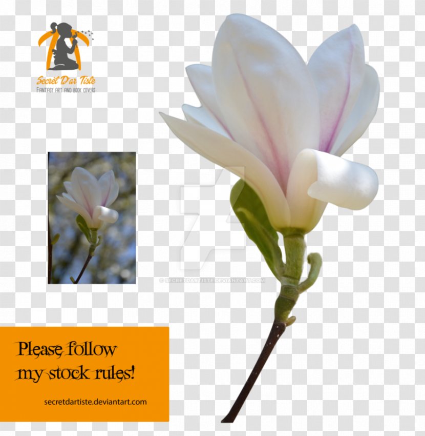 Artist DeviantArt Image - Pygmy Parrot - Magnolia Grandiflora Transparent PNG