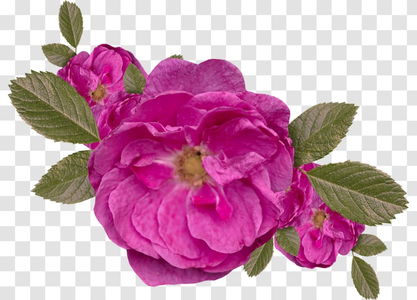 Centifolia Roses Clip Art - Rose Family - Plant Transparent PNG