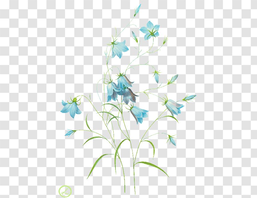 Common Bluebell Harebell Watercolor Painting Clip Art - Plant Transparent PNG