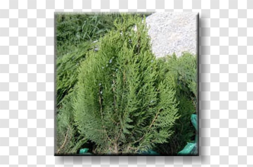 Juniper Arborvitae Evergreen Oriental Arbor-vitae Conifers - Cypress Family - Plant Transparent PNG