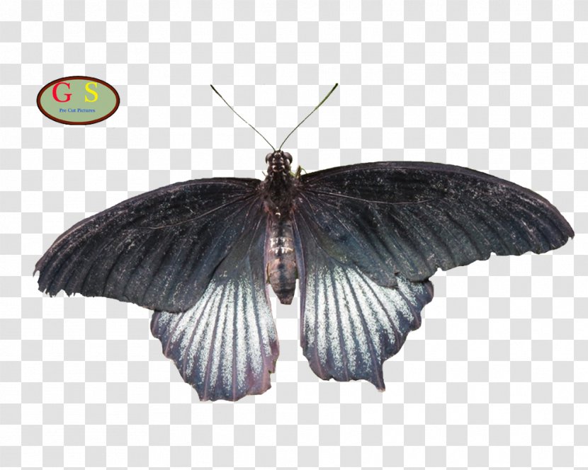 Brush-footed Butterflies Silkworm And Moths - Pollinator - Vlinder Transparent PNG