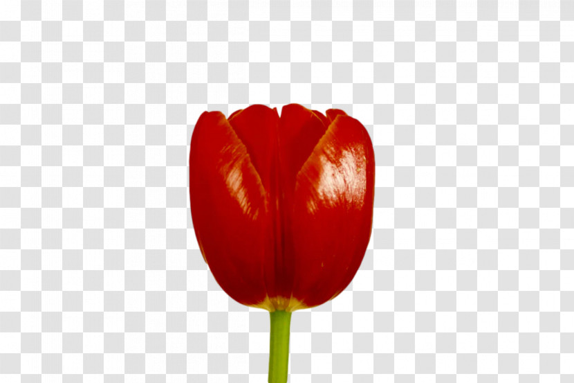 Plant Stem Tulip Peppers Lilies Bell Pepper Transparent PNG