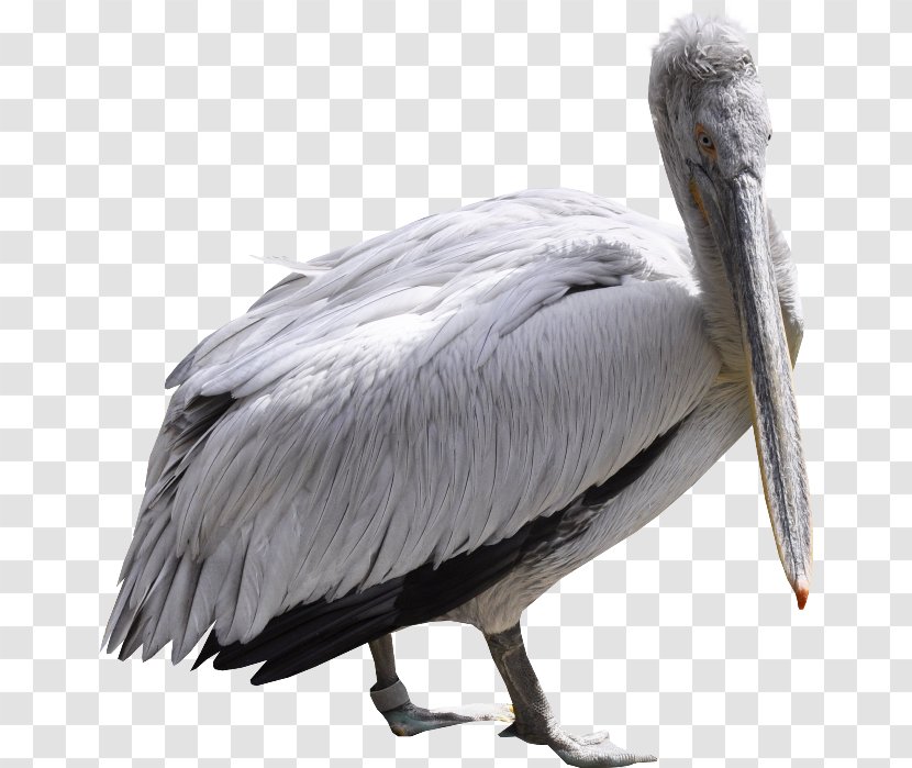 Pelicans Bird Mute Swan Goose - Heron Transparent PNG