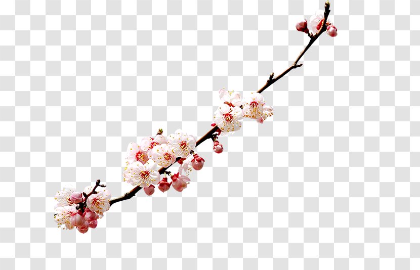 Cherry Blossom Watercolor Painting - Branch - A Transparent PNG