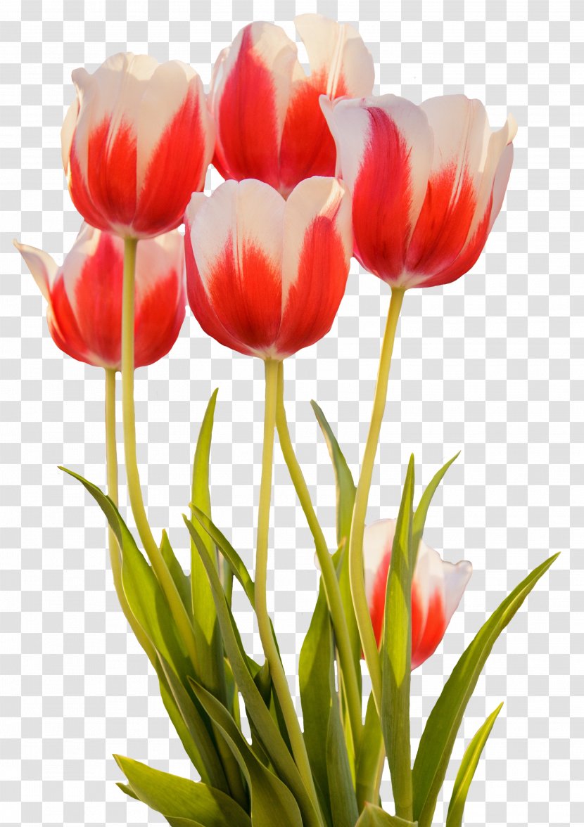 Pink Flowers Tulip Rose Desktop Wallpaper - Artificial Flower Transparent PNG