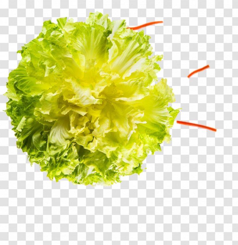 Lettuce Endive - Food - Rucola Transparent PNG