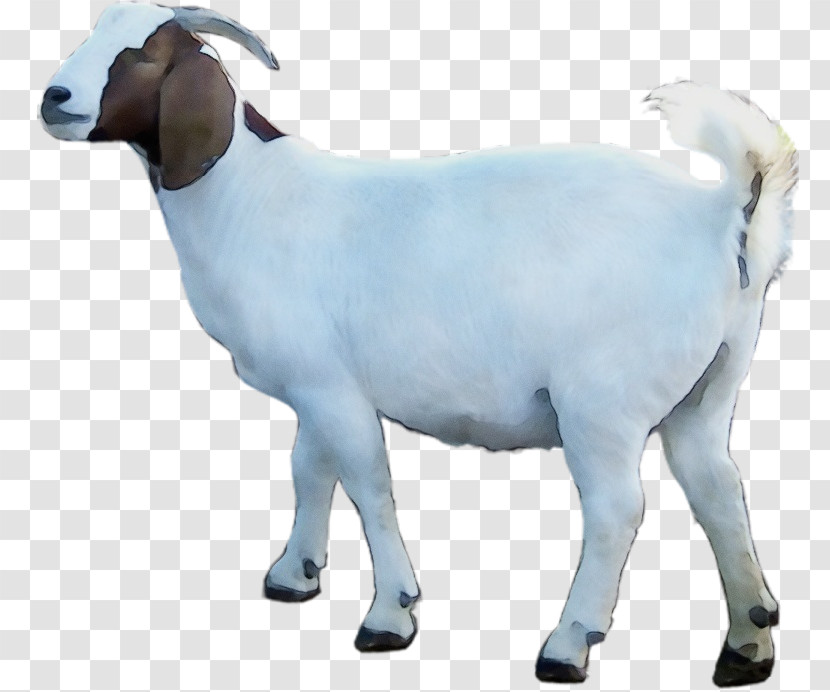 Goat Sheep Animal Figurine Snout Biology Transparent PNG
