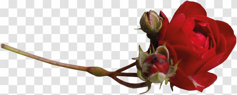 Beach Rose Flower Clip Art - Petal Transparent PNG