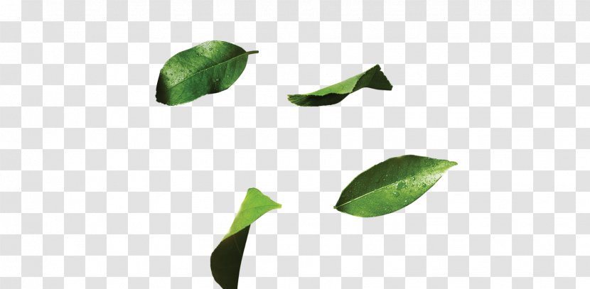 7 Up Leaf Plant Stem Data Plane Development Kit Fruit Transparent PNG