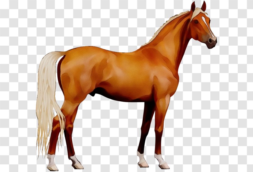 Watercolor Animal - Sorrel - Livestock Horse Grooming Transparent PNG