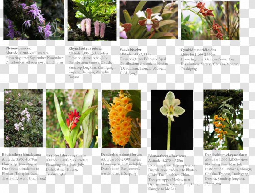 Orchids Singapore Orchid Samtse District Punakha Floral Design - Travel Transparent PNG