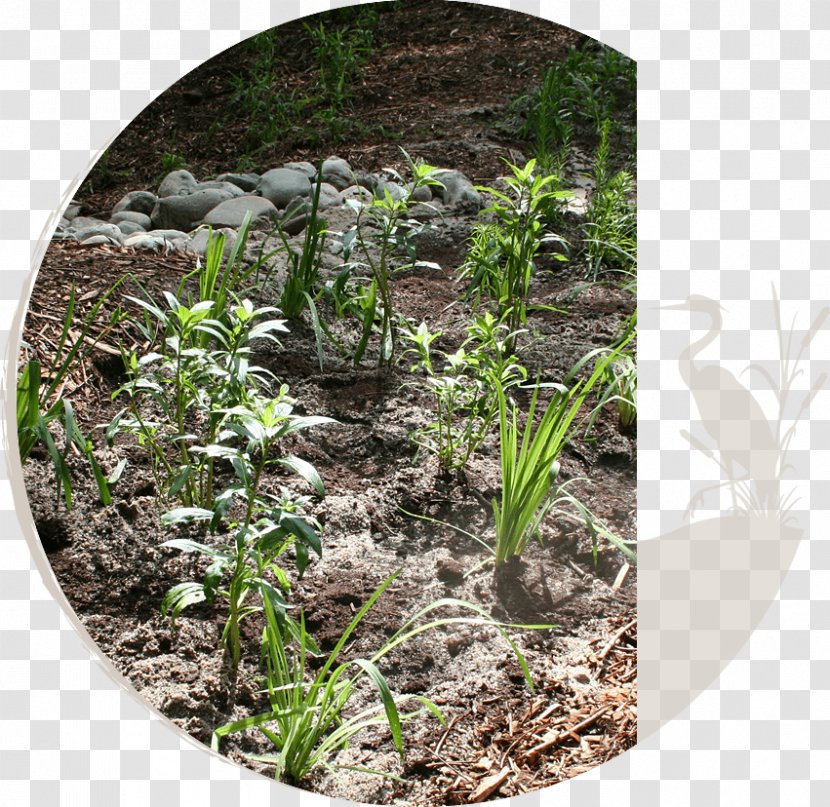 Stream Restoration Rain Garden Stormwater Bioretention Soil - Grass - Natural Environment Transparent PNG