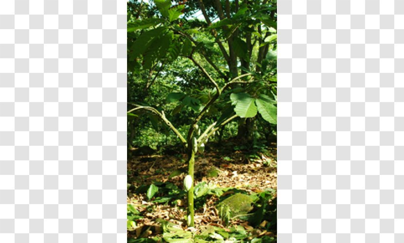 Vegetation Rainforest Lawn Plant Stem - Forest - Cacao Theobroma Transparent PNG