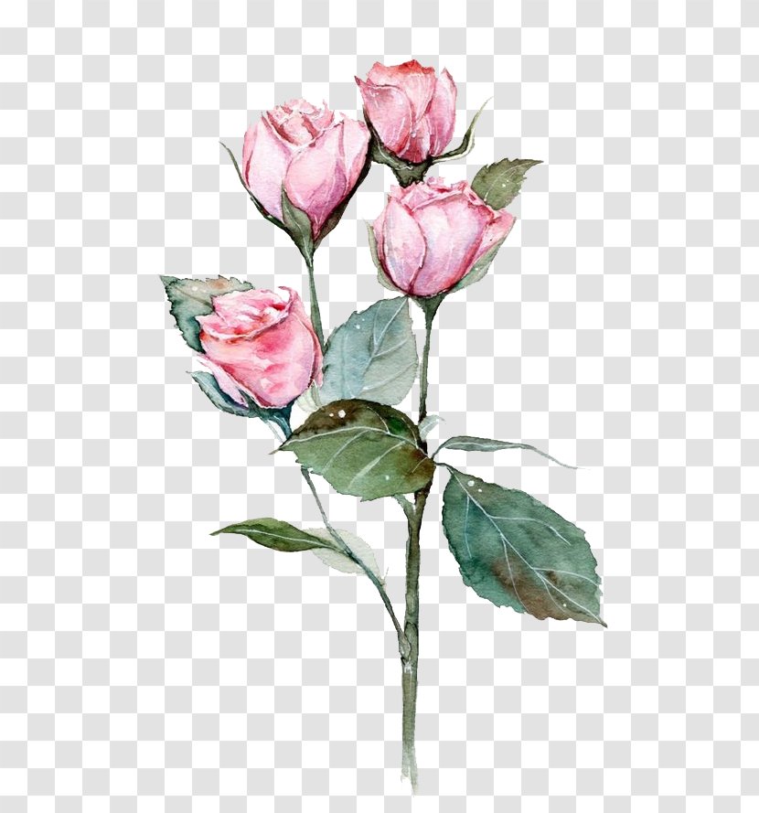 Pink Flowers - Rose Family - Blossom Transparent PNG