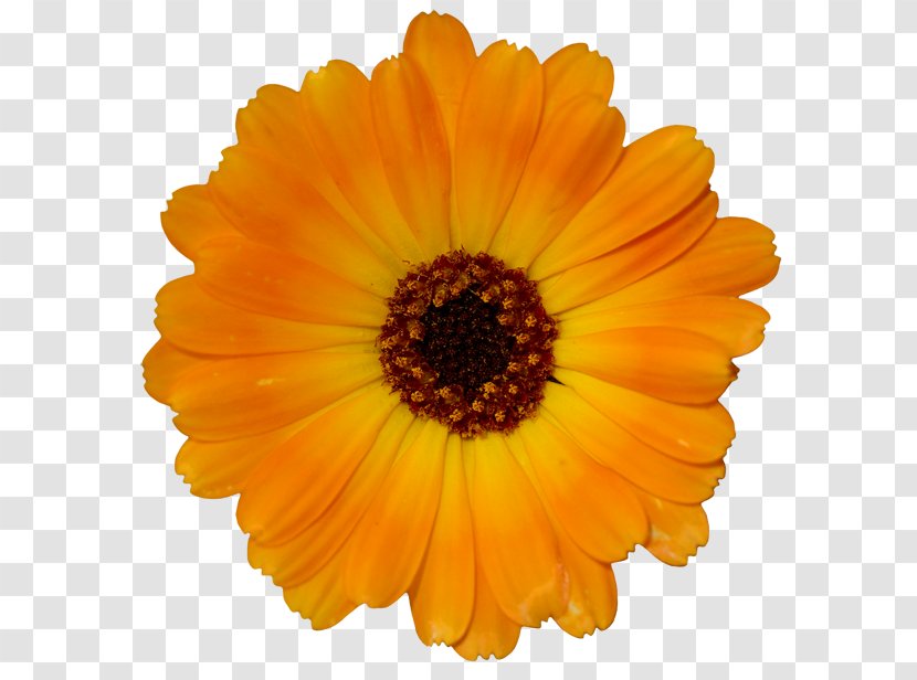 Orange Yellow Desktop Wallpaper Flower - Calendula Transparent PNG