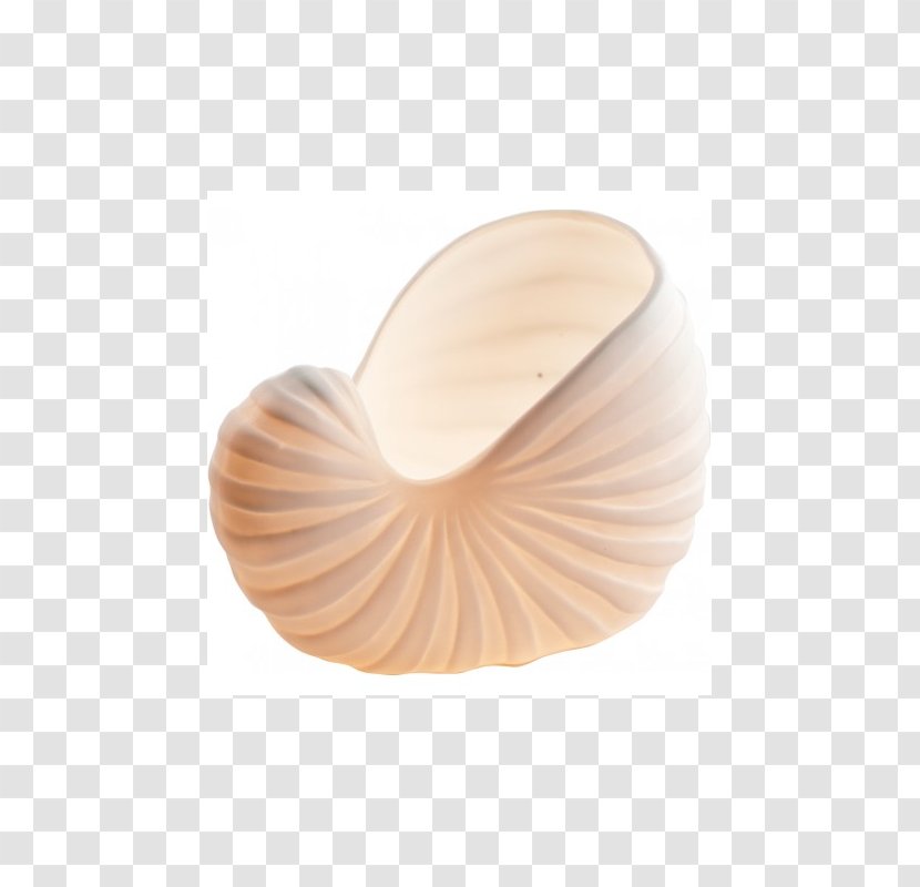 Nautiluses Seashell Transparent PNG