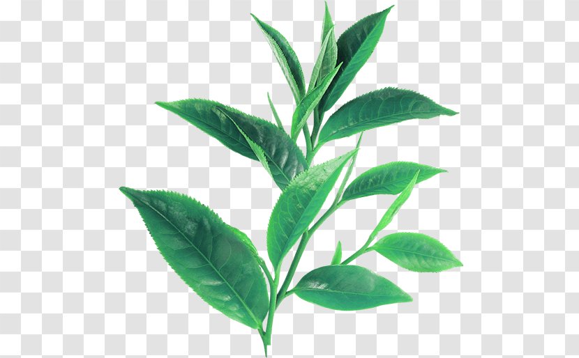 Green Tea White Assam Longjing - Health Transparent PNG