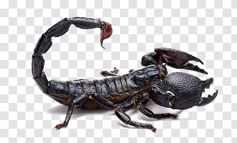 Scorpion Poison Mesobuthus Martensii Venom Buthidae - Tree - Black Transparent PNG