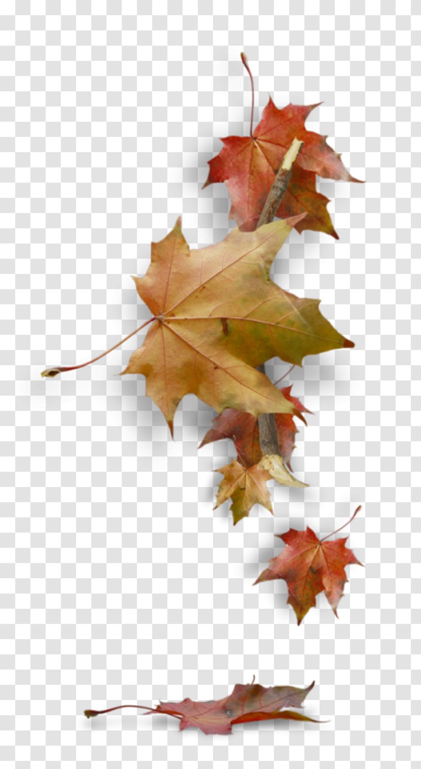 Leaf Autumn Desktop Wallpaper Transparent PNG