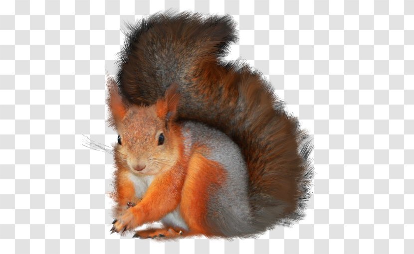 Rodent Red Squirrel Tree Clip Art - Photography Transparent PNG