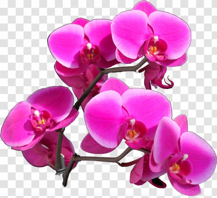 Moth Orchids Cut Flowers Color - Purple - Orchid Transparent PNG