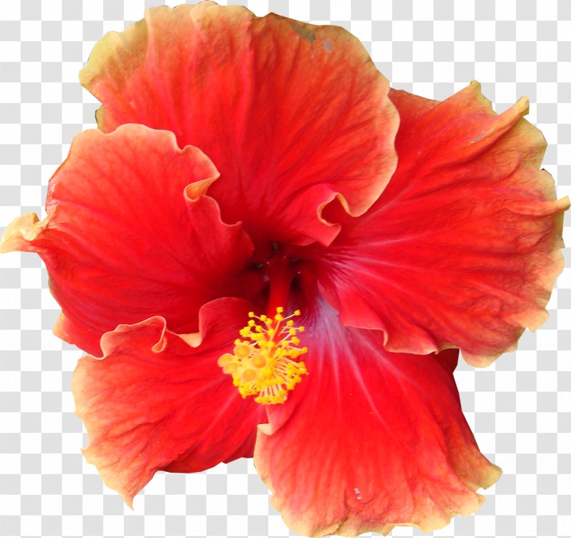 Flower Shoeblackplant - Chinese Hibiscus - Mystique Transparent PNG