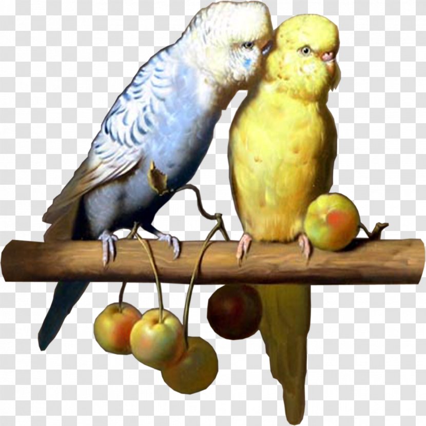 Bird Parrot Budgerigar Parakeet Clip Art - Common Pet Transparent PNG