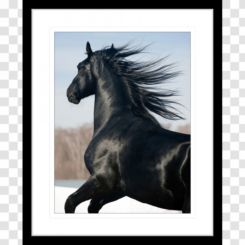 Stallion Mane Shire Horse Mustang Friesian - Like Mammal Transparent PNG