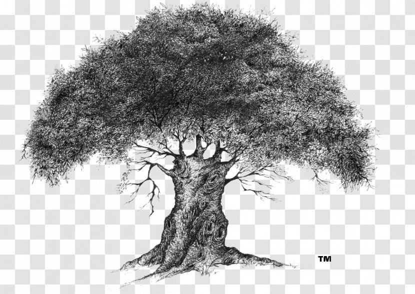 Lone Tree /m/02csf Drawing Company - Monochrome Photography - OAK Transparent PNG